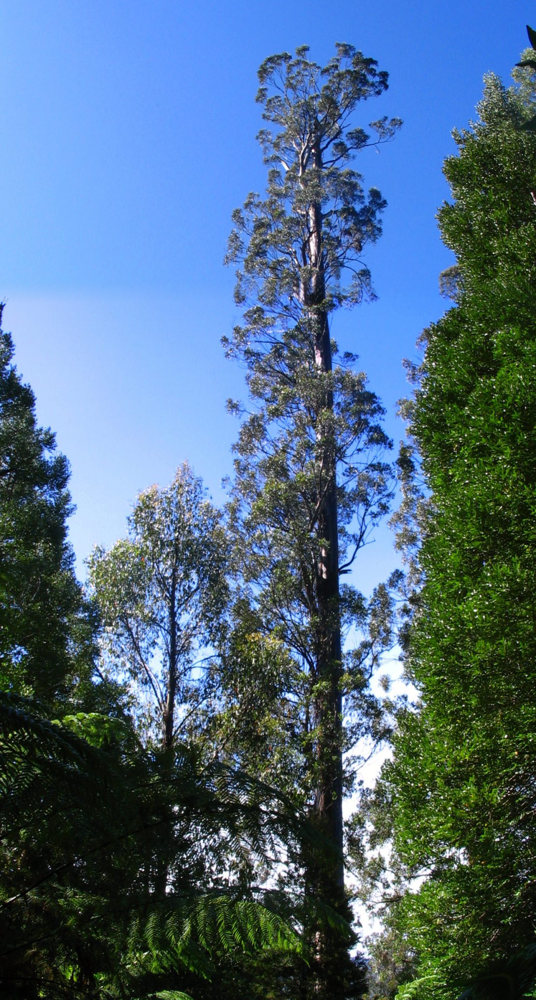 4 Tallest Living Trees in the World Centurion