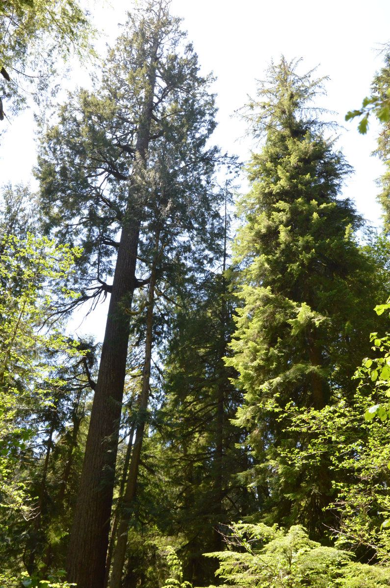 4 Tallest Living Trees in the World Doerner Fir