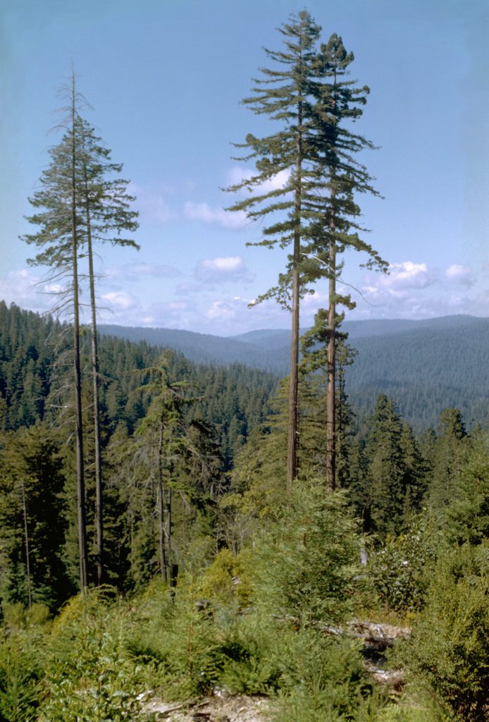4 tallest living trees in the world hyperion