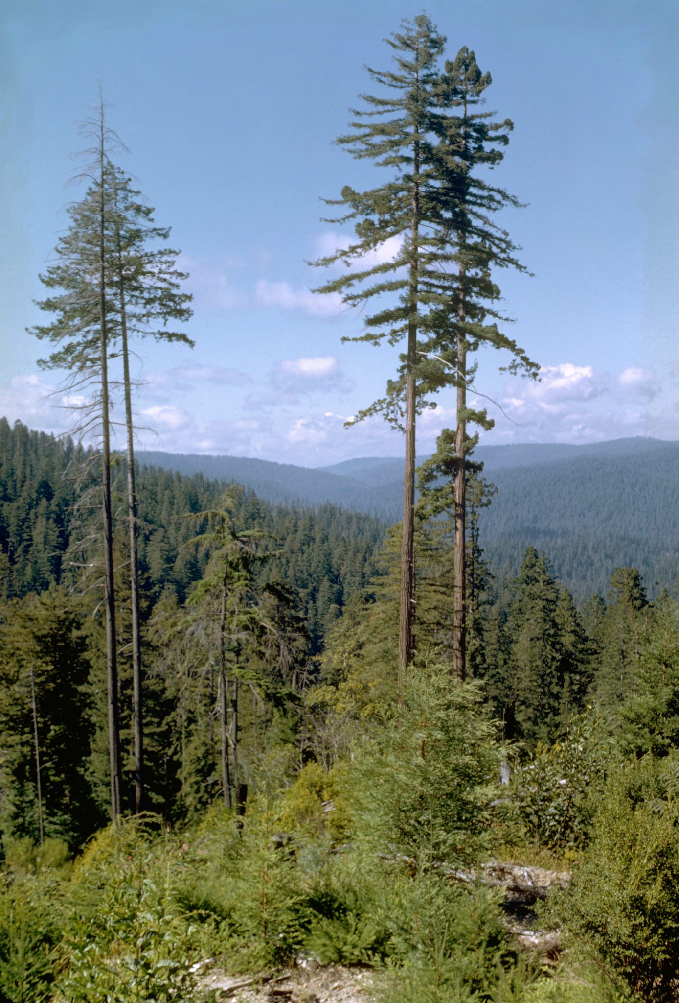 4 Tallest Living Trees in the World Hyperion