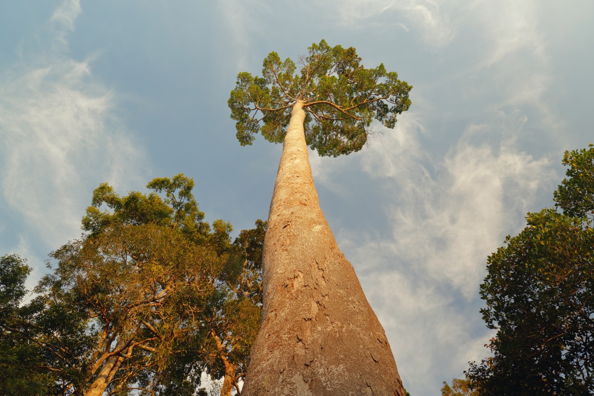 4 Tallest Living Trees in the World Menari