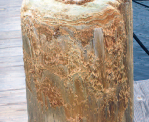 Close Up Salt Killed Wood Damaged Wood Piling
