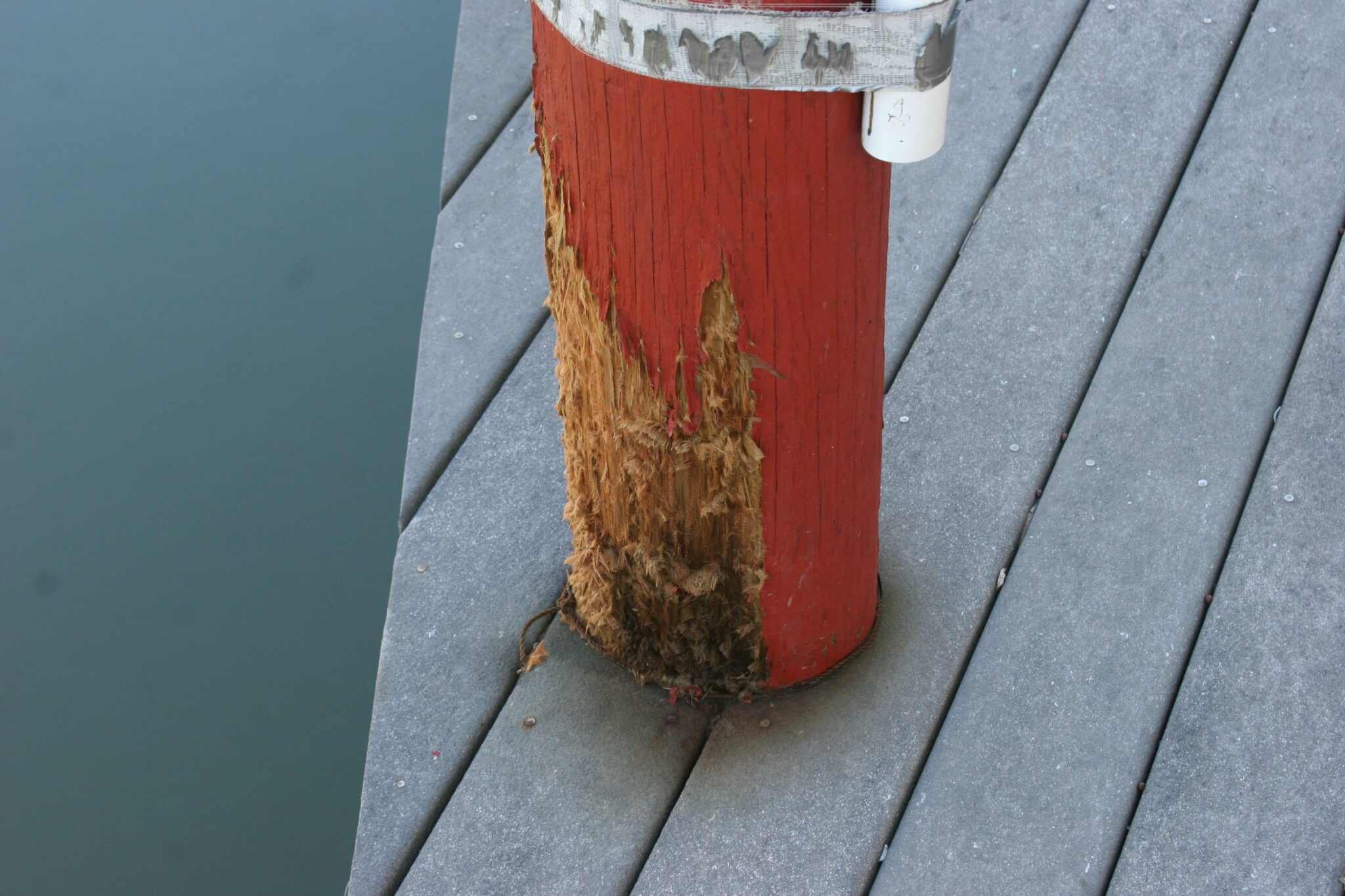 Tracheid Separation Horse Hair Rot