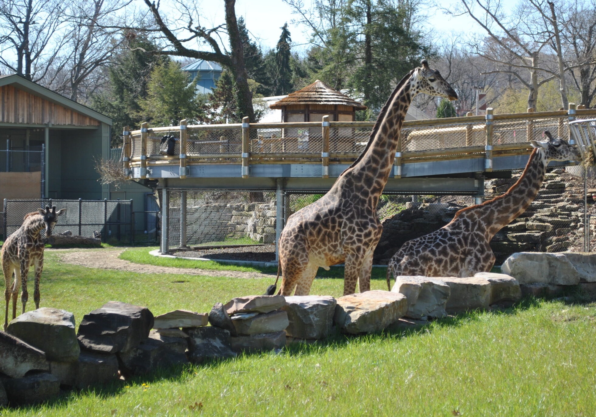 giraffe exhibit cleveland zoo